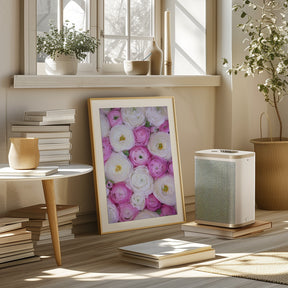 Scattered ranunculus in pink II Poster