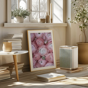 Subdued blush ranunculus Poster