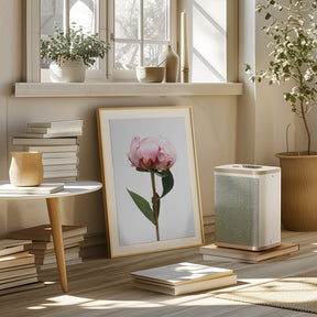 Pink peony II Poster