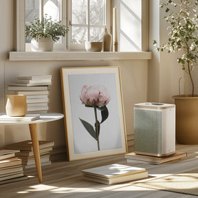 Blush peony II Poster