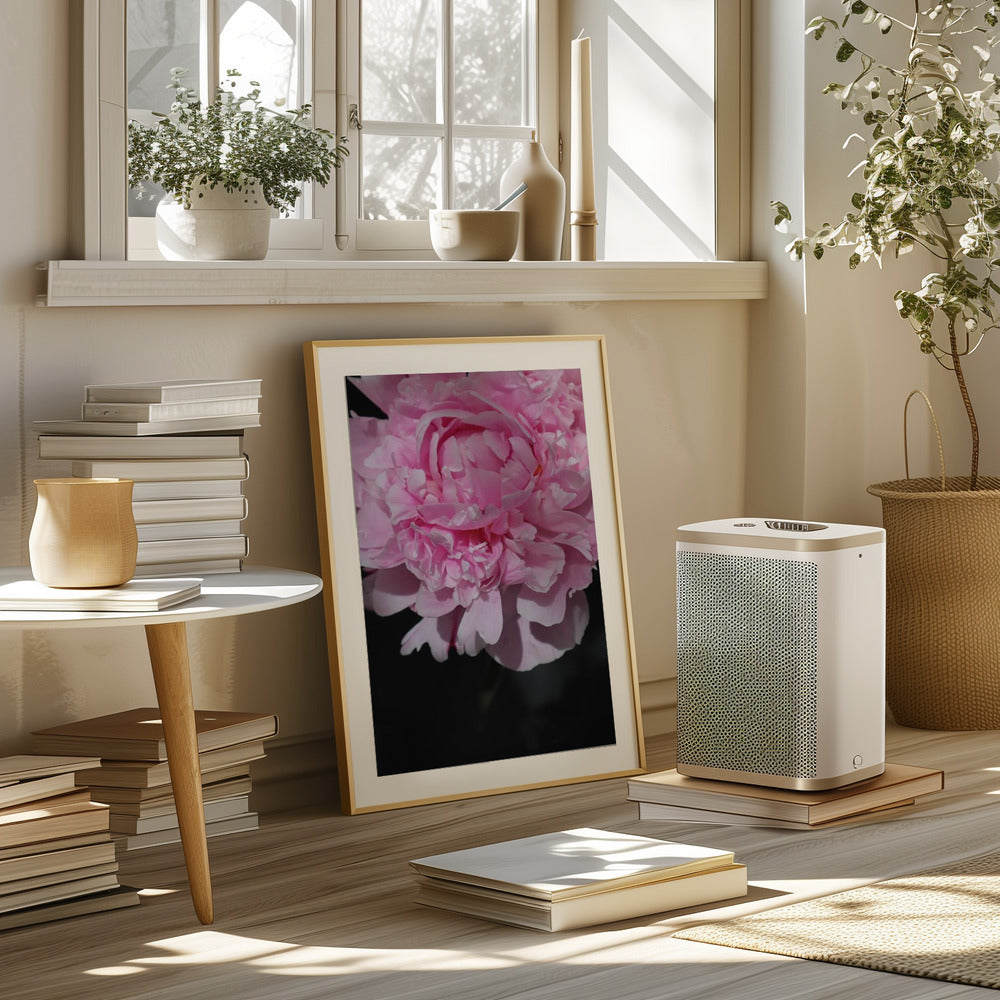 Pink peony V Poster