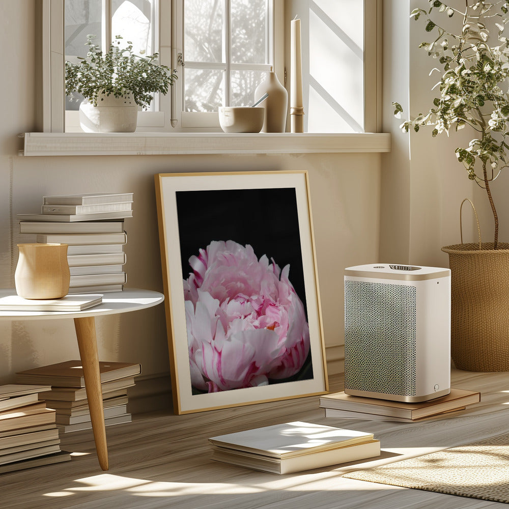 Pink peony VIII Poster