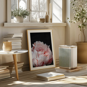 Blush peony VIII Poster