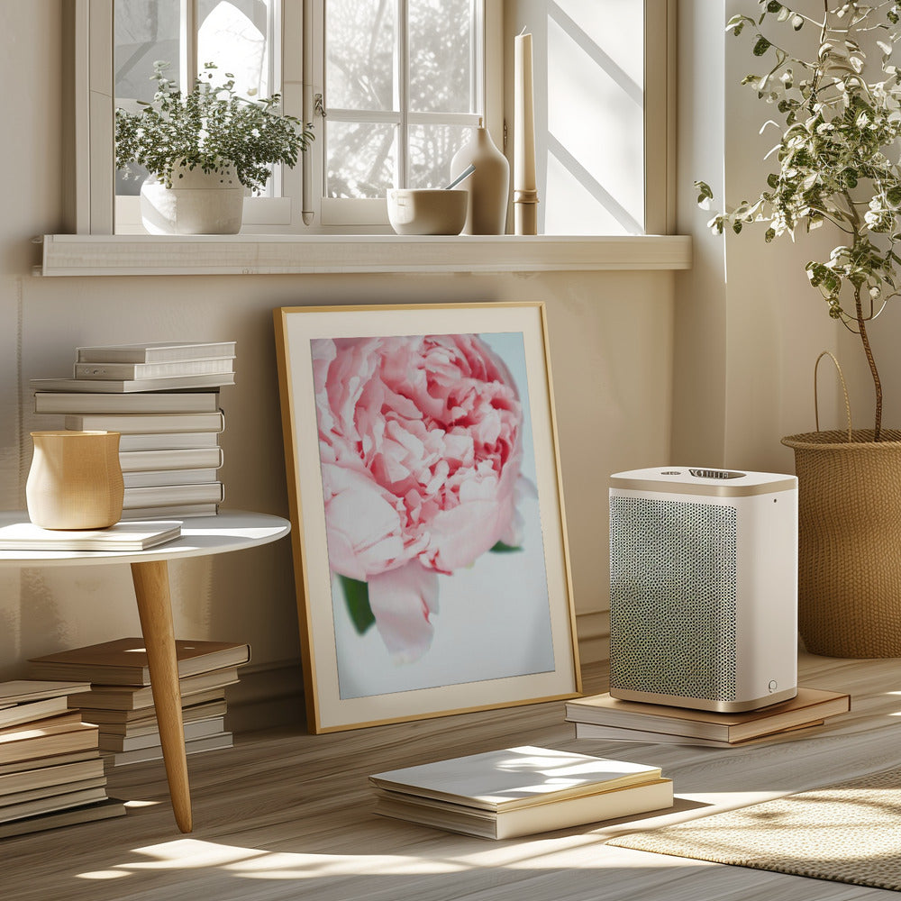 Blush peony VII Poster