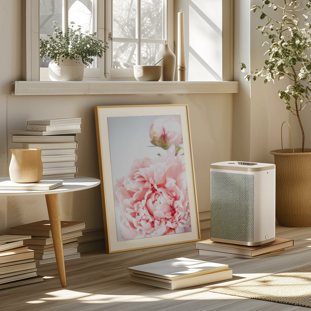 Blush peony IX Poster