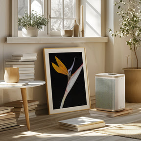 Bird of Paradise Poster