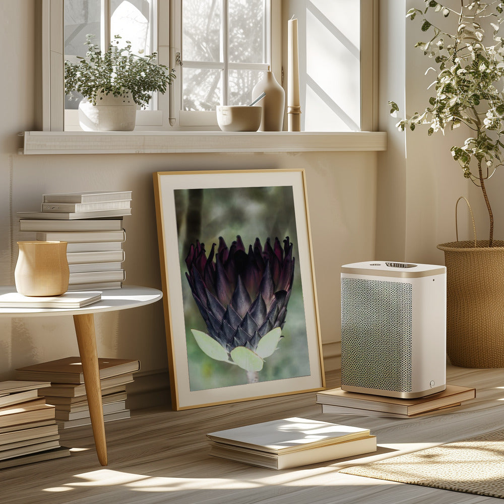 King Protea 01 Poster