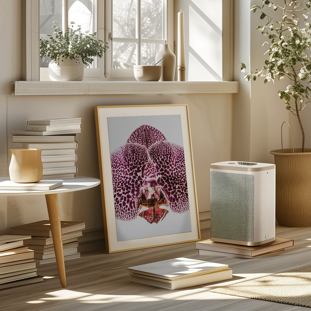 Leopard Orchid Poster