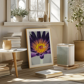 Water Lilly Poster