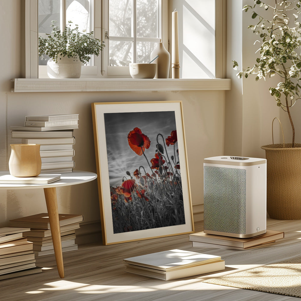 Fascinating poppies | colorkey Poster