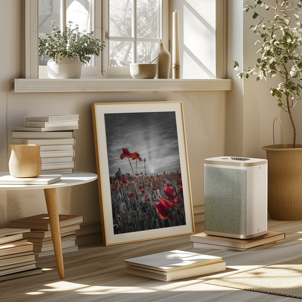 Poppies in sunset | colorkey Poster