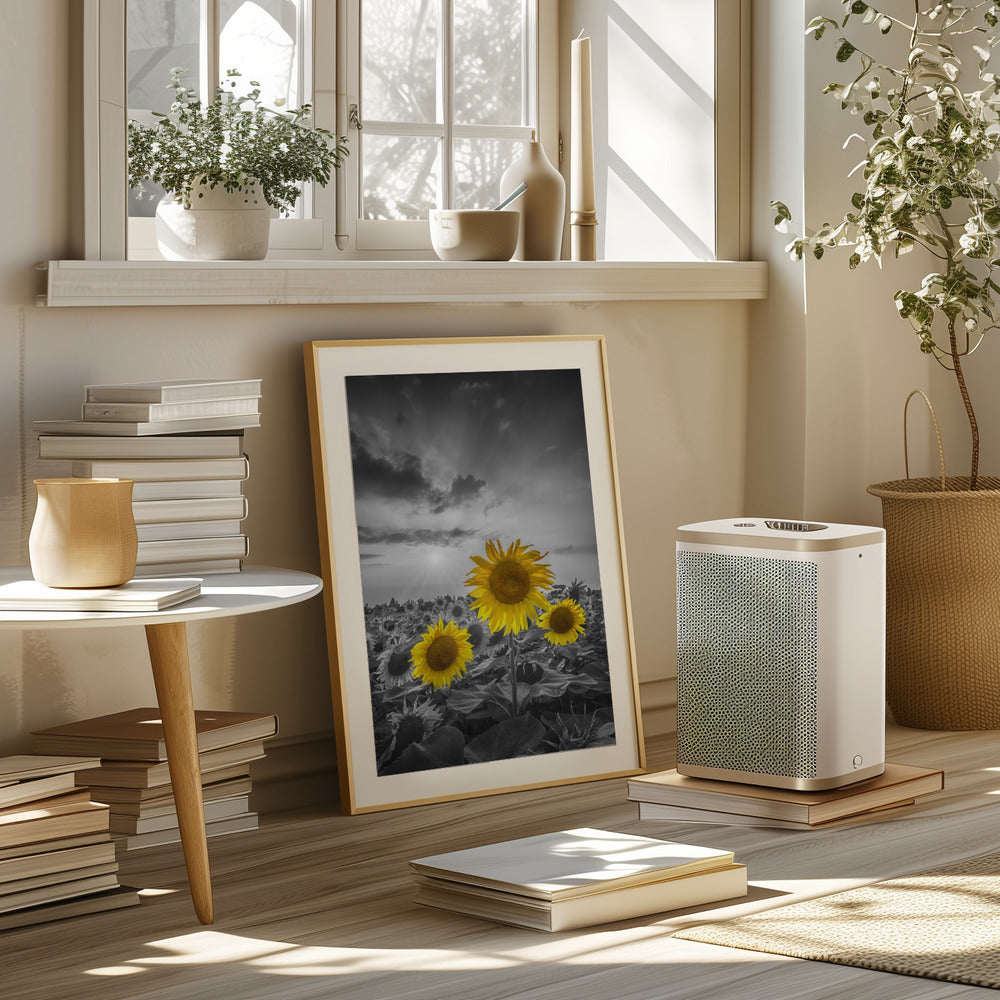 Yellow pop sunflowers Poster