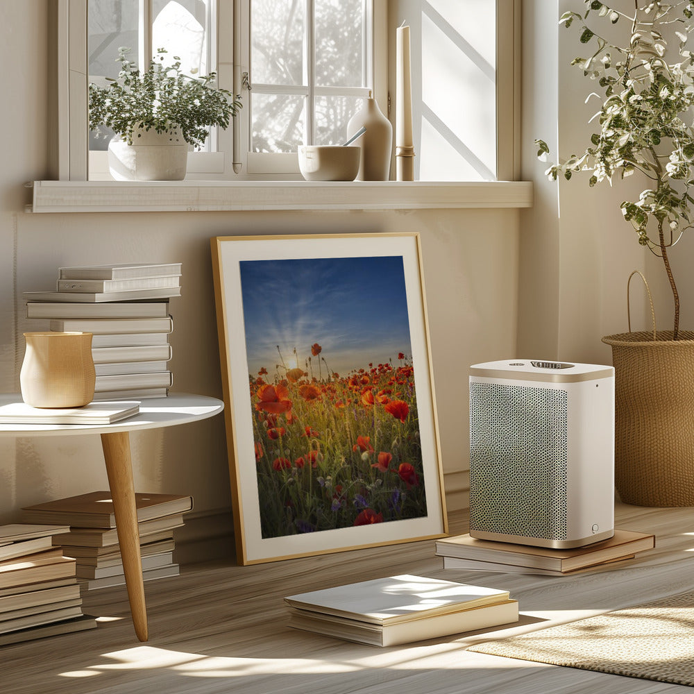 Gorgeous sunset in a poppy field Poster