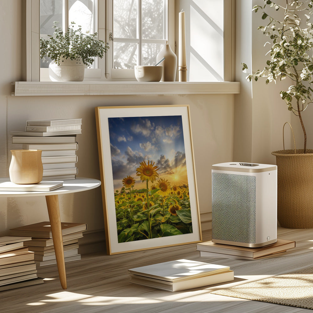 Sunflower field at sunset Poster