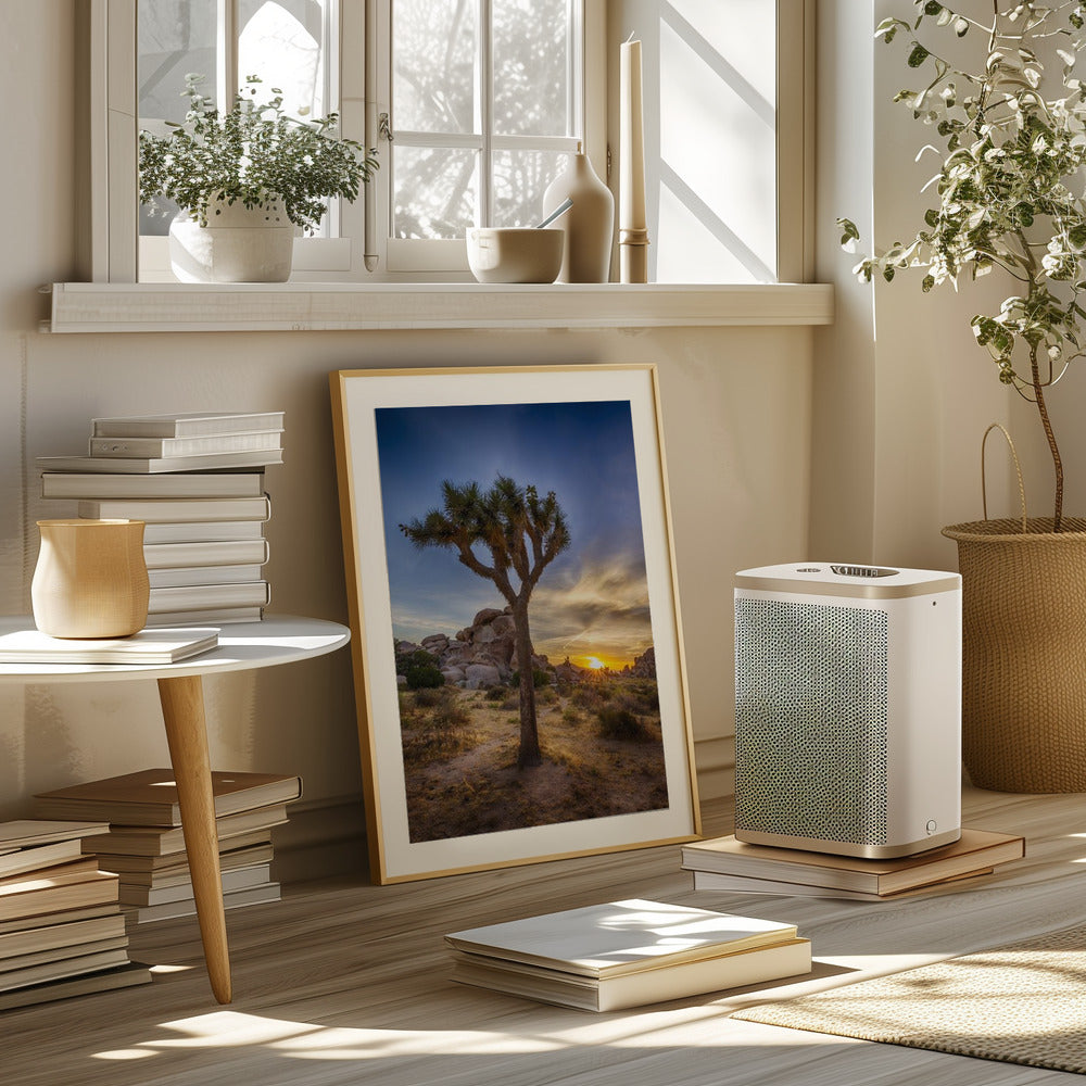 Charming sunset at Joshua Tree National Park Poster