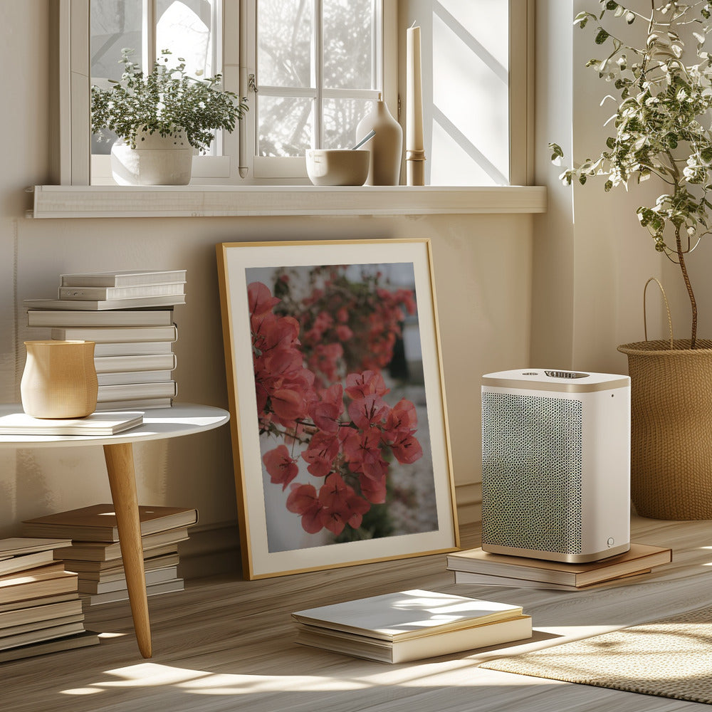 Pink Bougainvilleas Poster