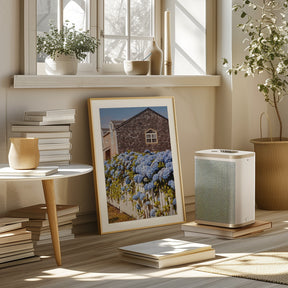 Cannon Beach Hydrangeas Poster