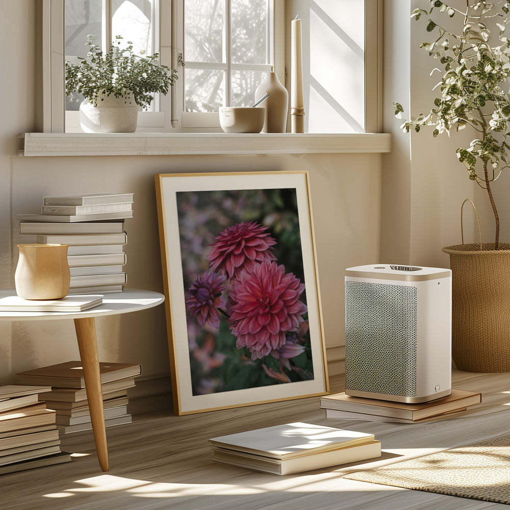 Dark Pink Dhalias Poster