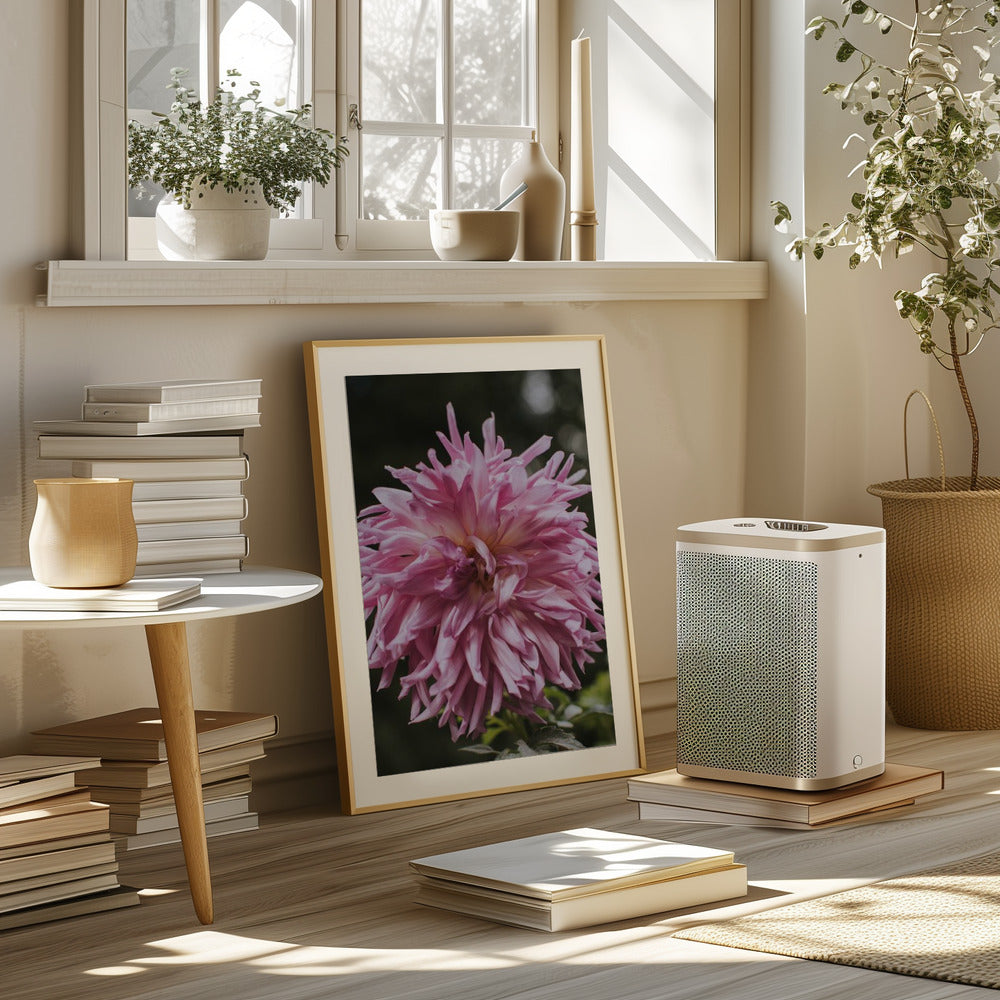 Light Pink Dhalia Poster