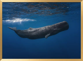 Sperm whale Poster