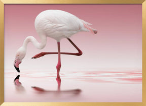 Flamingo Poster