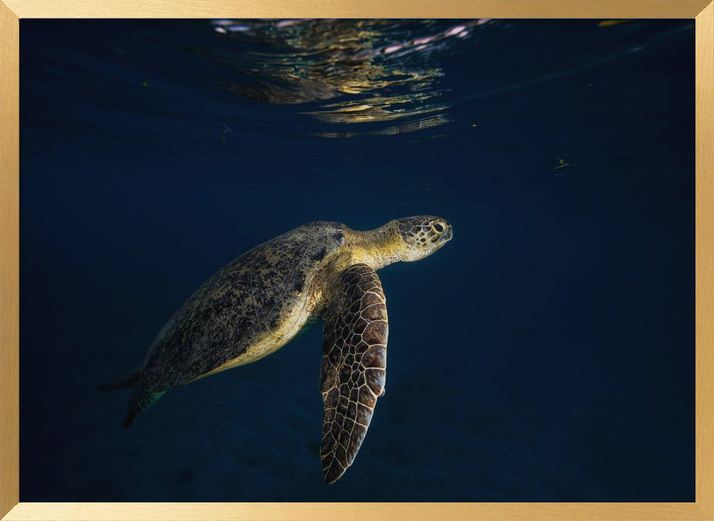 Green turtle Poster