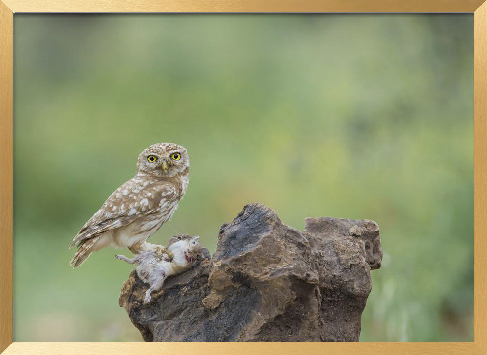 Little Owl Poster