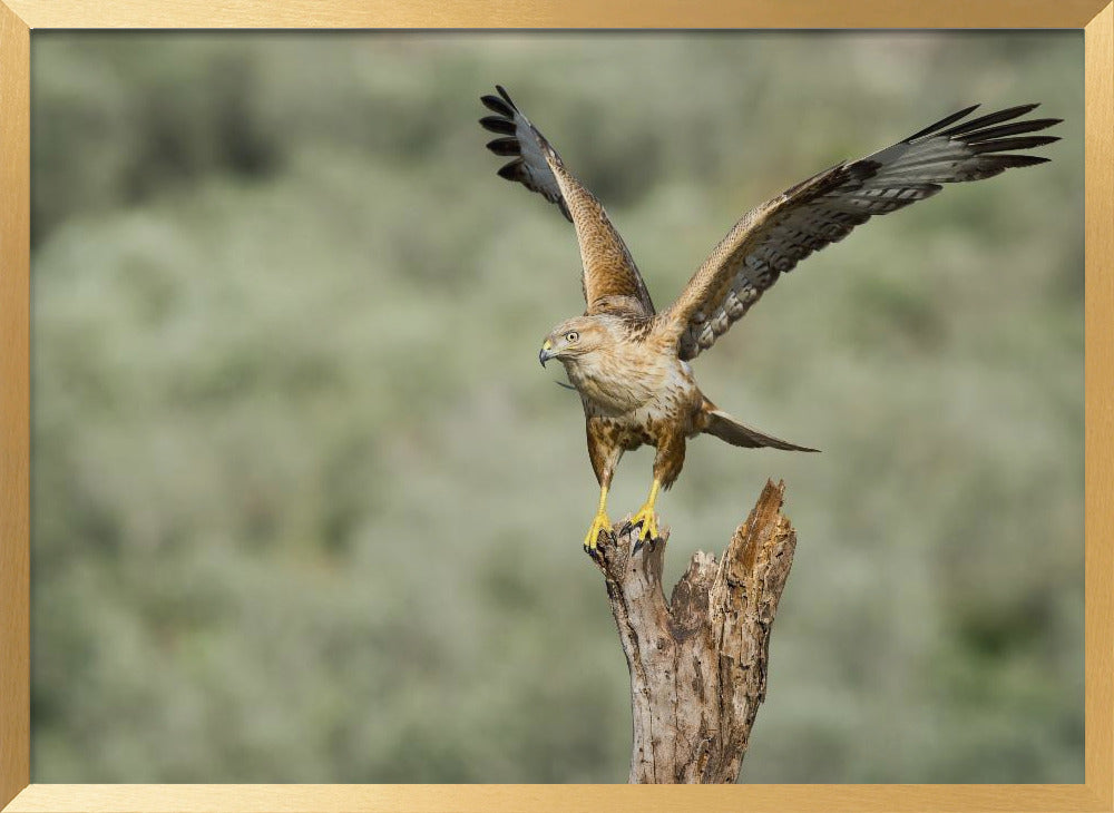 Long Legged Buzzard Poster