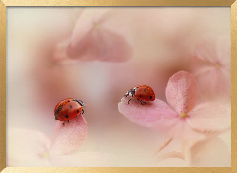 Ladybirds on pink hydrangea. Poster