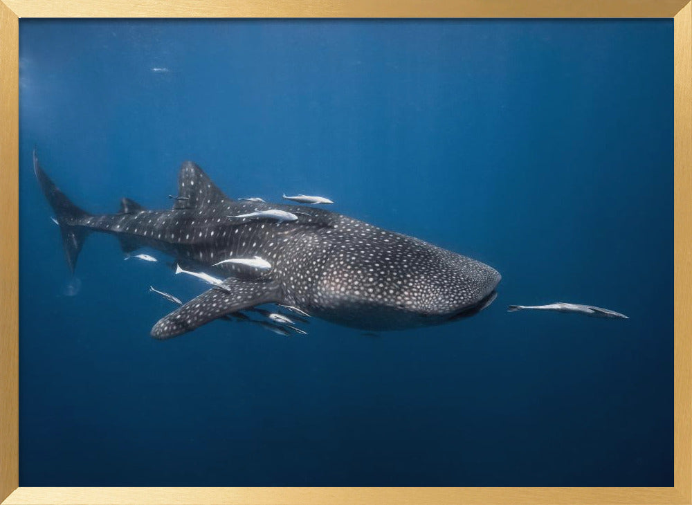 Whale shark Poster