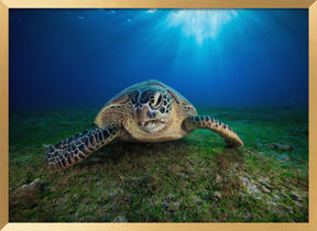 Green turtle Poster