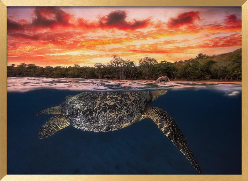 Green turtle and fire sky! Poster