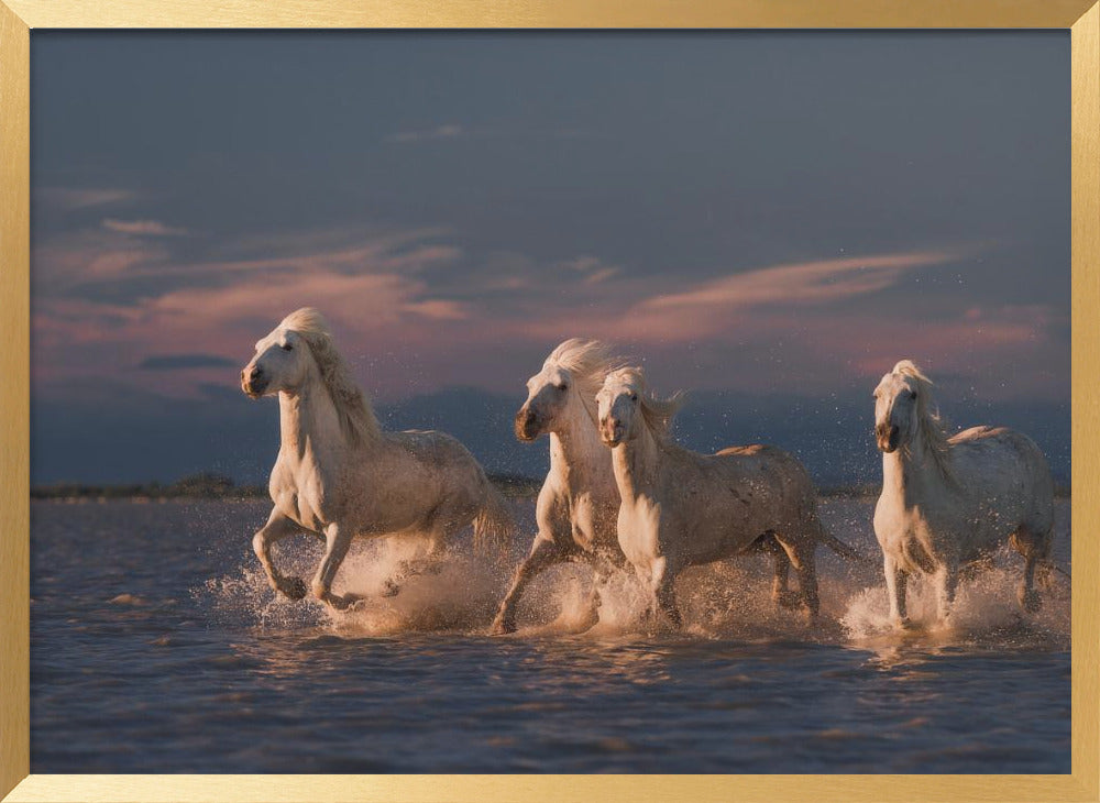 Angels of Camargue Poster