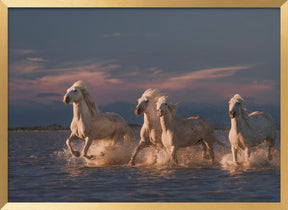 Angels of Camargue Poster