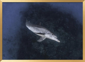 Dolphin Poster