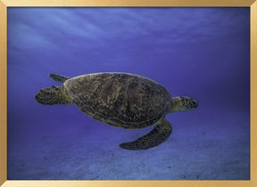 Green turtle in the blue Poster