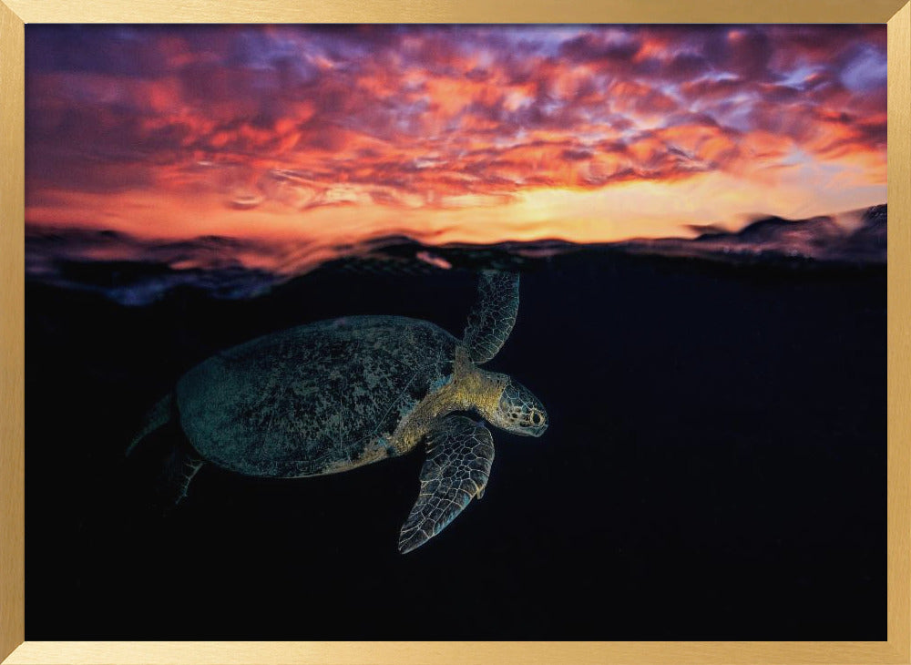 Sunset turtle Poster