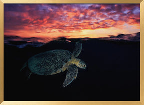 Sunset turtle Poster