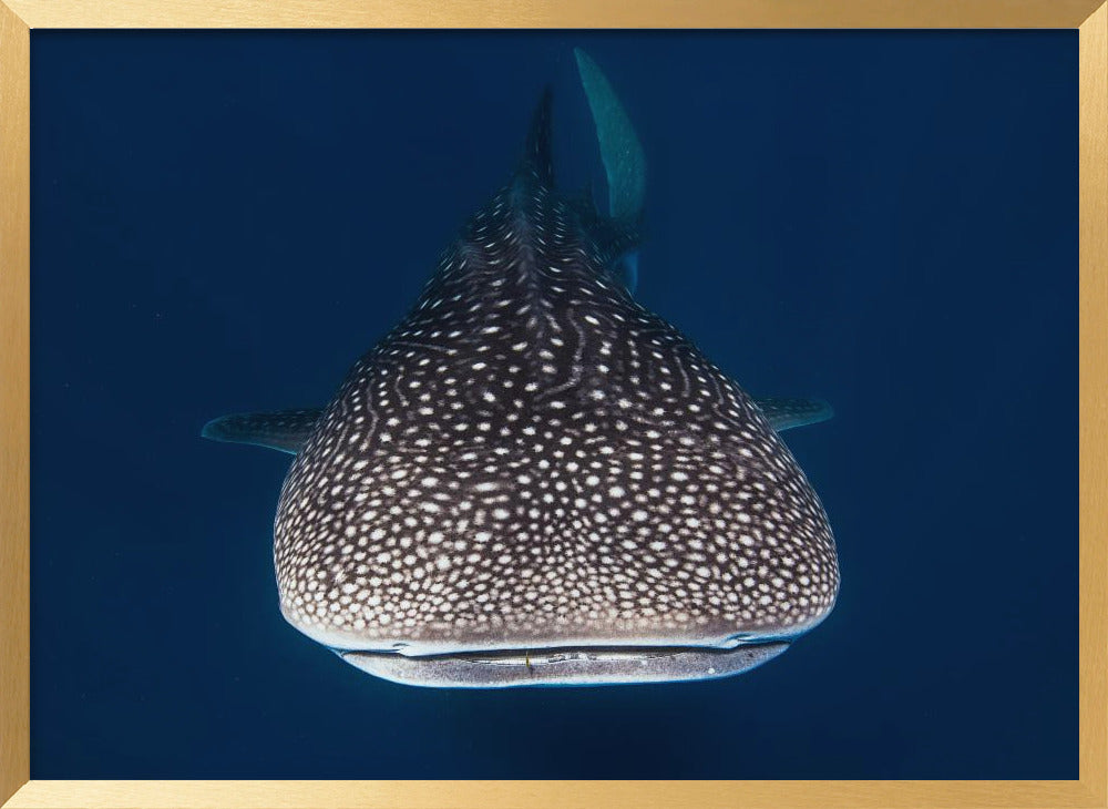 Whale Shark Poster