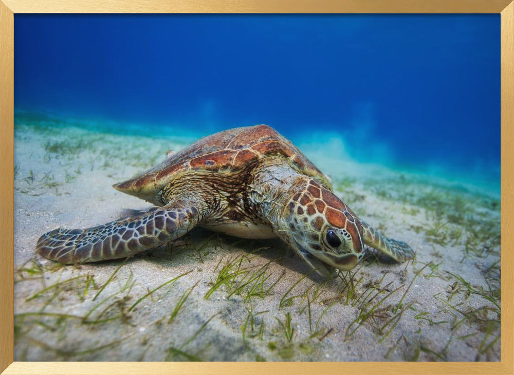 Green turtle Poster