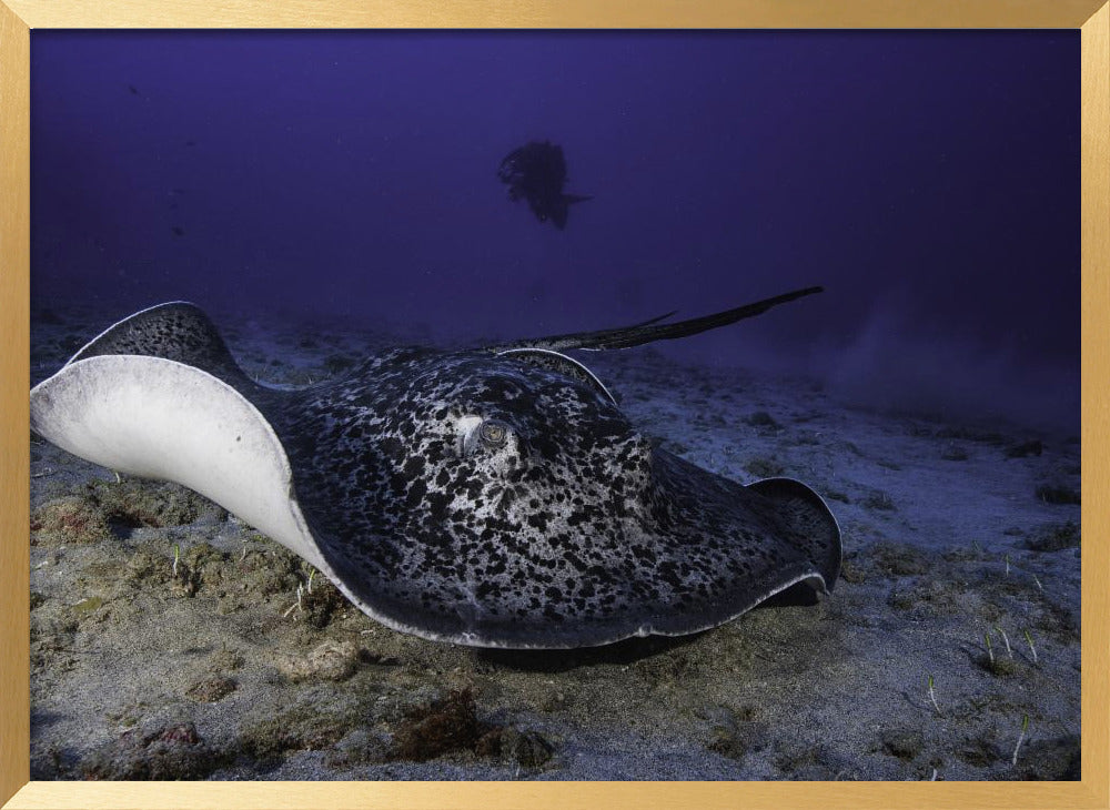 Black-blotched stingray Poster