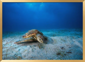 Green turtle in the blue Poster