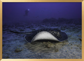 Black-blotched stingray Poster