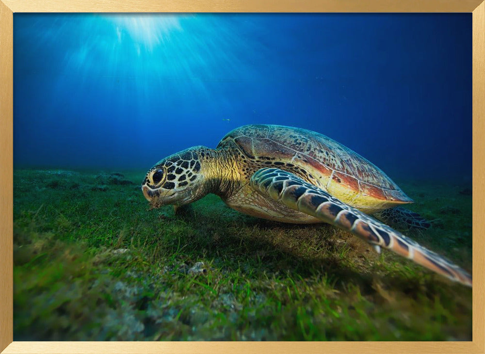 Green turtle Poster