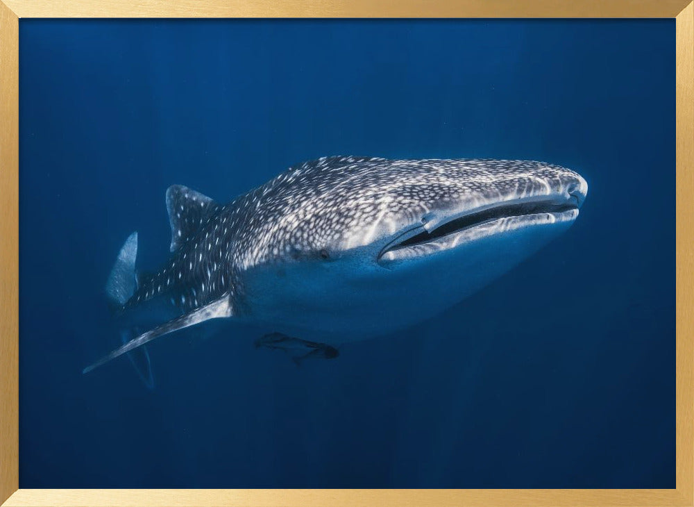 Whale Shark Poster