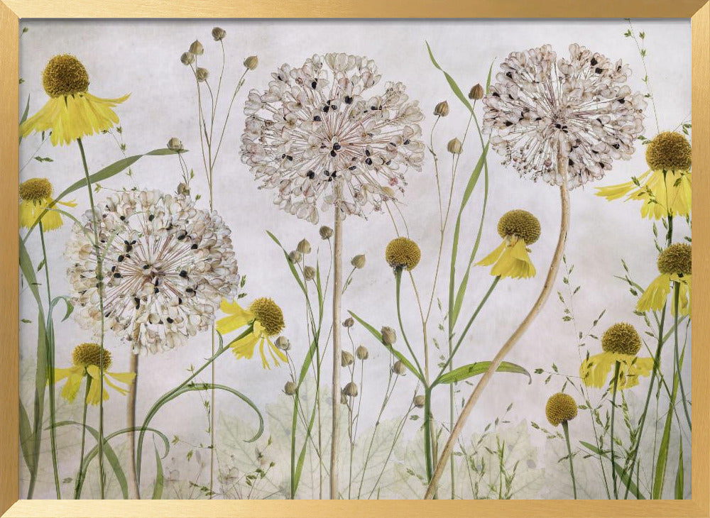 Alliums and heleniums Poster