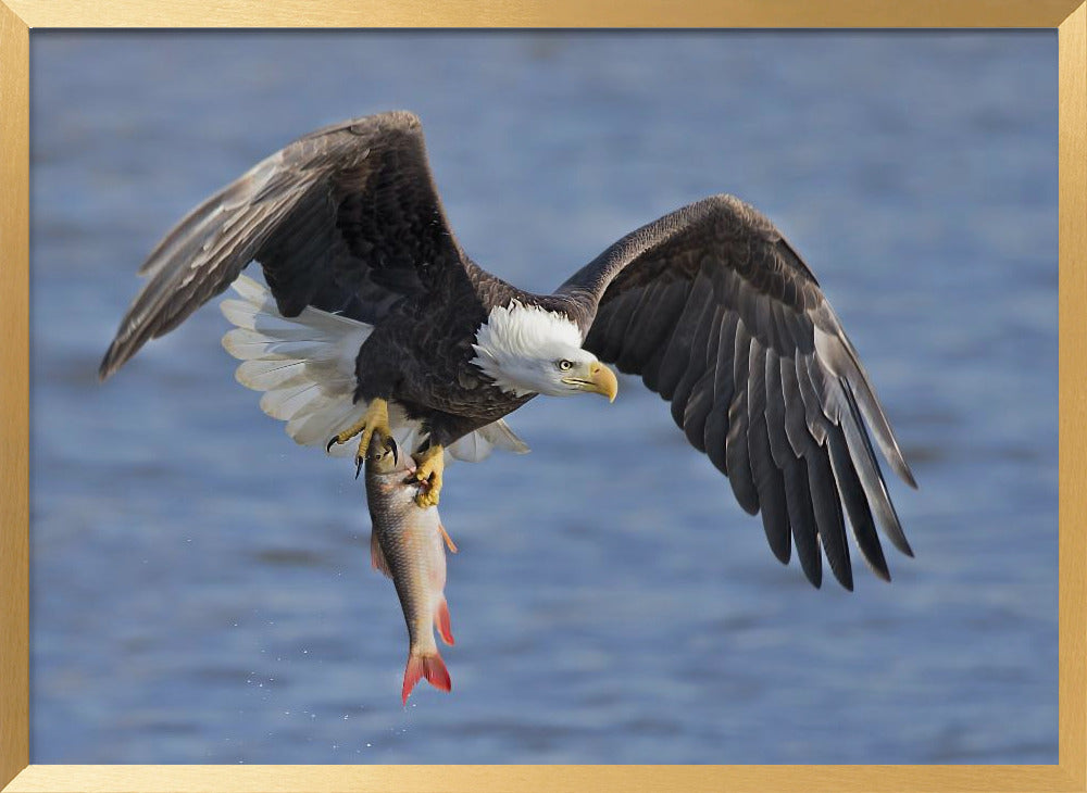 Bald Eagle Catching a Big Fish Poster