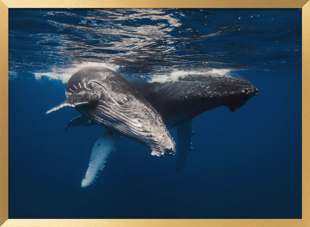 Humpback Whale family! Poster