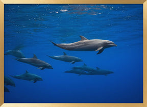 Dolphins Poster