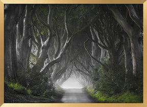 DARK HEDGES Poster